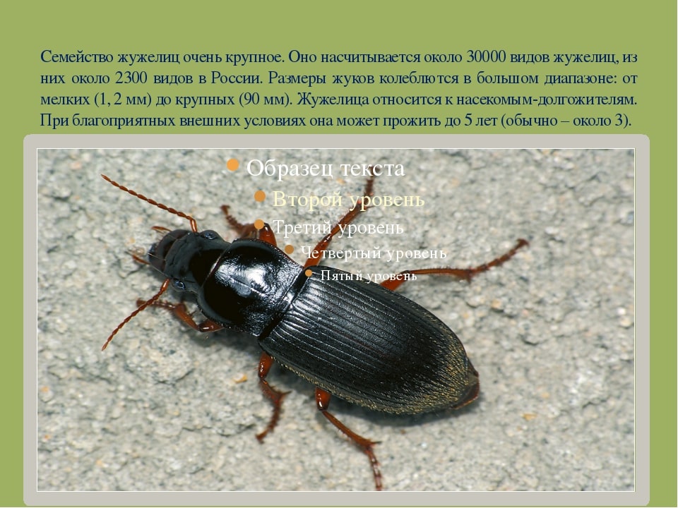 На фото описано про семейство жужелиц